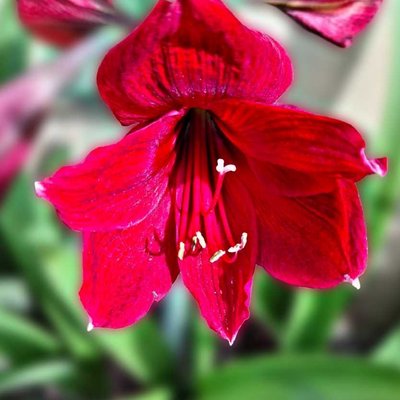 amarilis