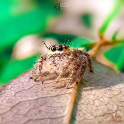 Hyllus jumping spider 