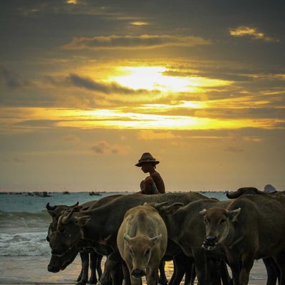 sunset and buffalo