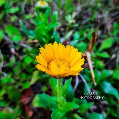🌼🌻🌱