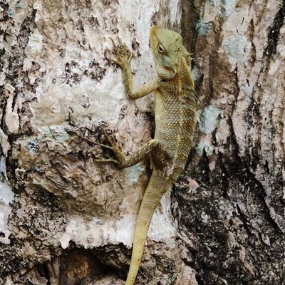 Garden Lizard