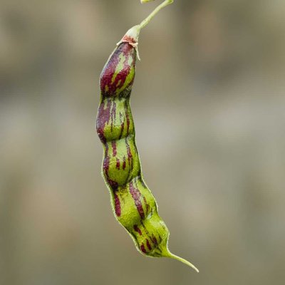 Pigeon Pea 