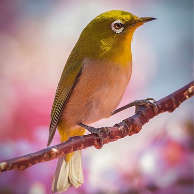 メジロ Mountain White-eye Japan 