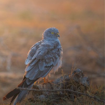 montagu’s harrier 