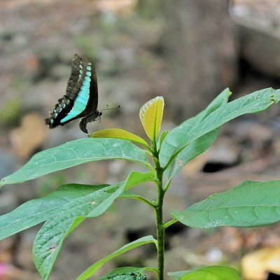 butterfly Common bluebottle 