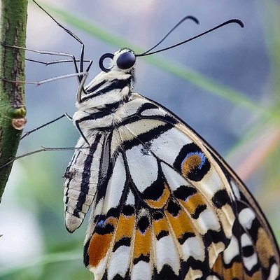 Kupu-kupu jeruk (Papilio demoleus)