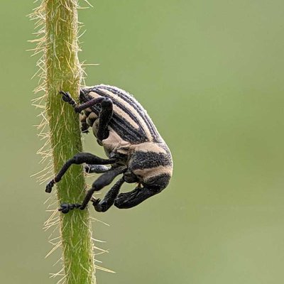 Daiprepes abbreviatus