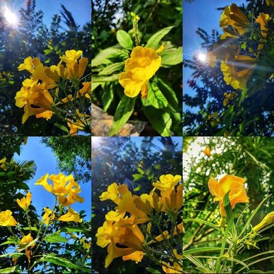sunrises....🌈🌼