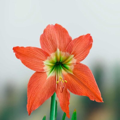 Hippeastrum Puniceum🏵️🧡