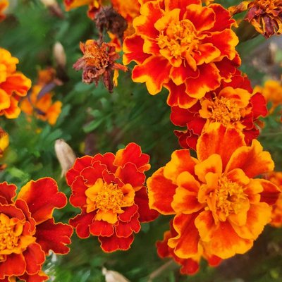 Bunga Marigold