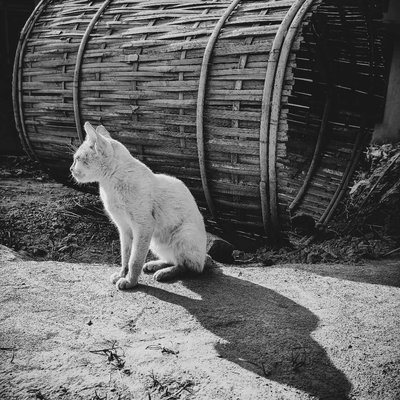 THE LAZY CAT 