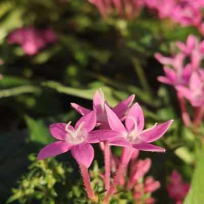 Pentas lanceolata