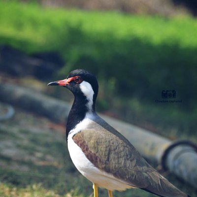 Red-wattled lapwing 