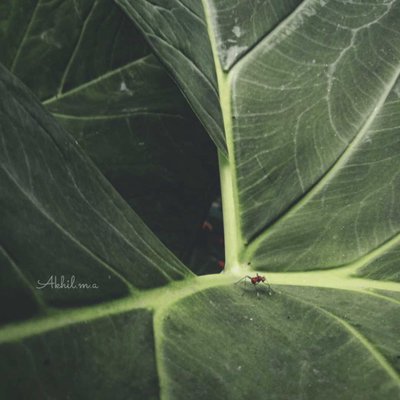 🐜✨