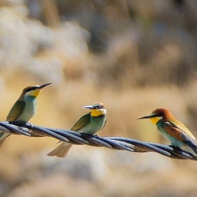 European Bee-eater💚🧡💛