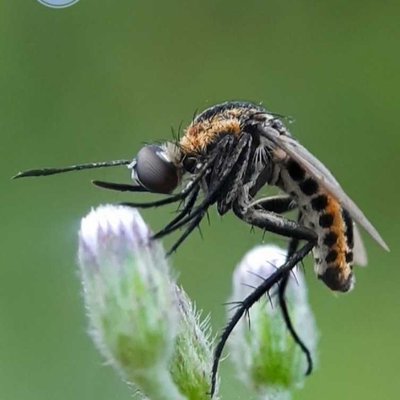 Toxophora