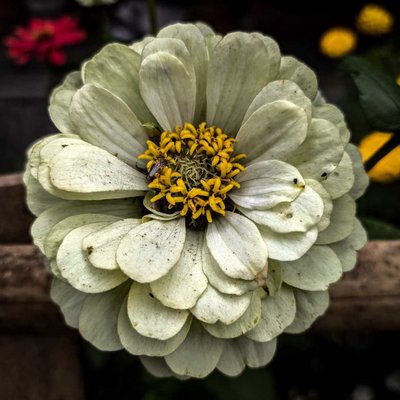 Common zinnia 🌼 