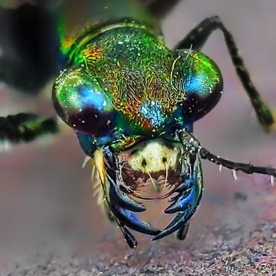 beast with green 💚 eyes 👀😮