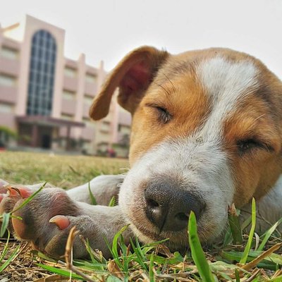 Cute sleeping dog. 