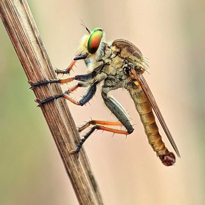 Asilidae 🐝
