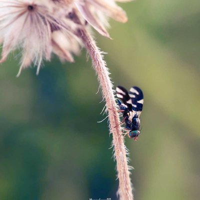 Rhagoletis Pomonella