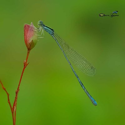 Damselfly 😍