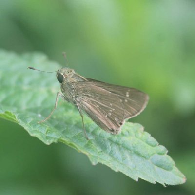 butterfly Borbo Cinnara 