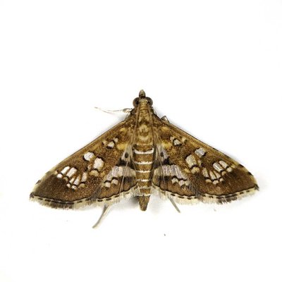 ***..." Gold winged jewel "...***