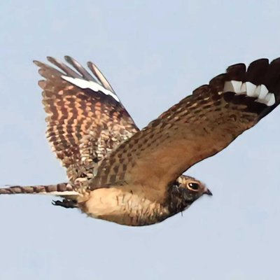 Burung Cabak kota (Caprimulgus affinis)