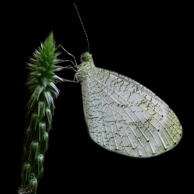 Psyc butterfly 