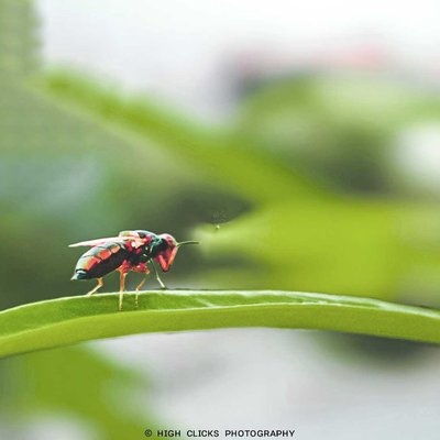 insect photography 