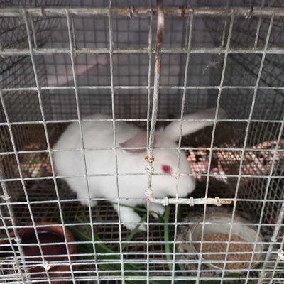 "Kuya Jezreel Rabbitry Farm"