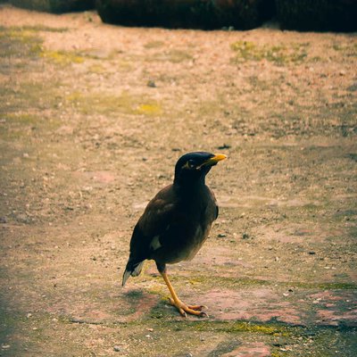 myna