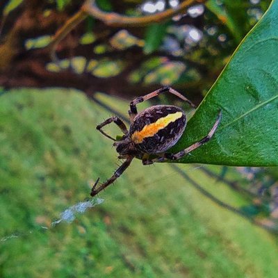 Marco shot spider 
