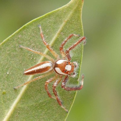 Dorsal view 