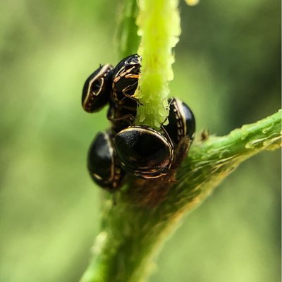 Plataspidae