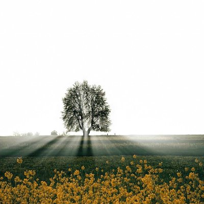 Spring Light 