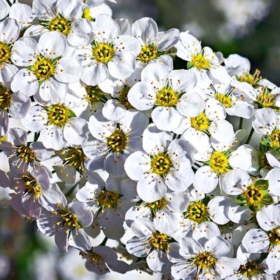 Spring is beautiful 💛