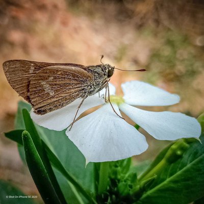Insect 