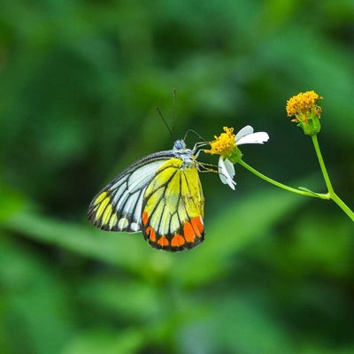 Delias Hyparete (Butterfly)