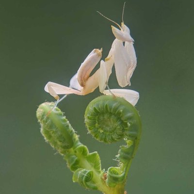 Orchid mantis 