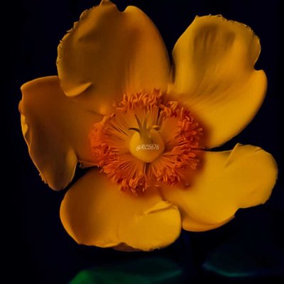 Hypericum calycinum
