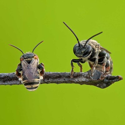 bee