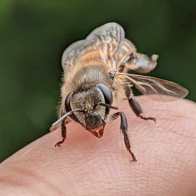 Honey bee