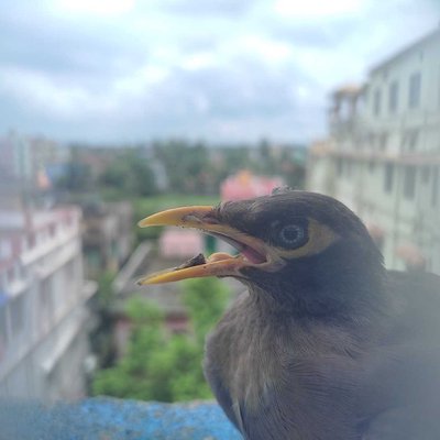 Mobile Shot