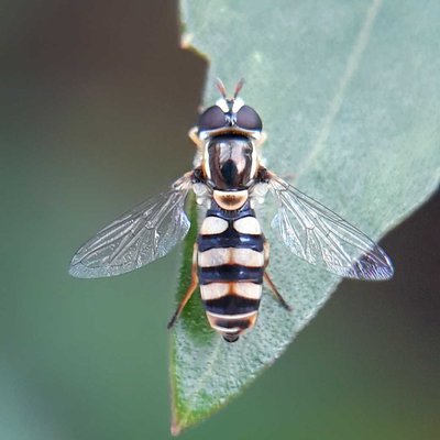 Hoverfly