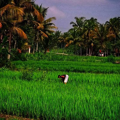 Di sawah 