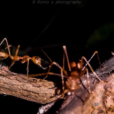 weaver ant and his dark world 
