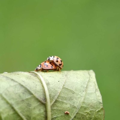 Mating of Ladybugs