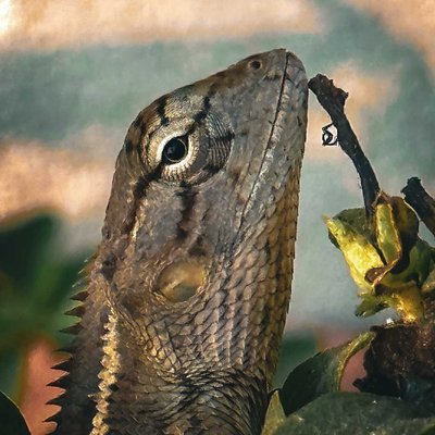 🦎